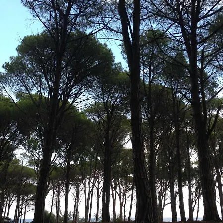 Cavalli Di S'arcaite Farm stay *