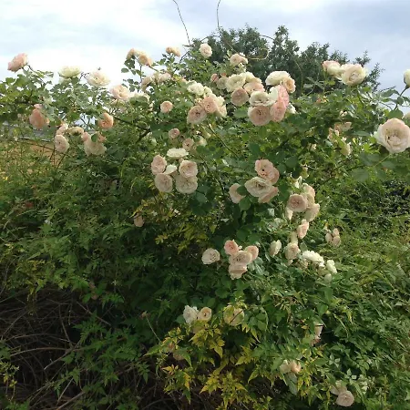 Cavalli Di S'arcaite * Santa Lucia (Sardinia)