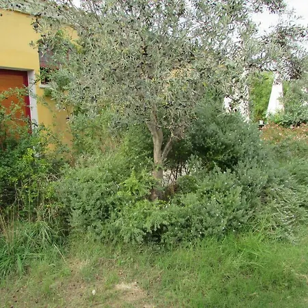 Cavalli Di S'arcaite Santa Lucia (Sardinia)