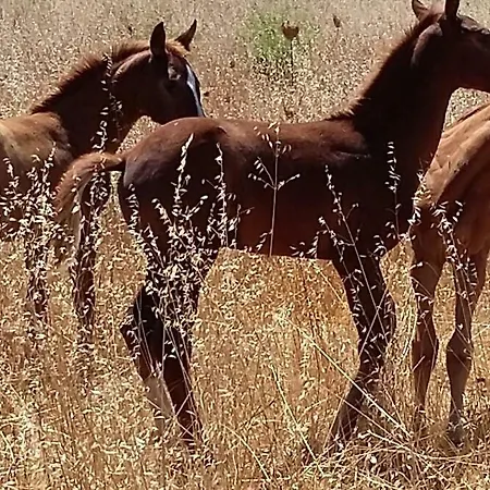Vakantieboerderij Cavalli Di S'arcaite Santa Lucia (Sardinia)